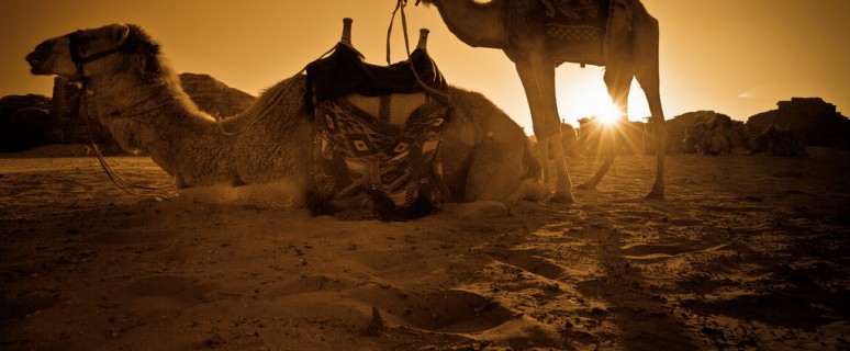 Wadi-Rum-Camel-sunset-1-XL