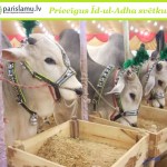 Decorated-Big-cattle-on-eid-ul-adha
